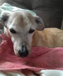 Hemodiálise para Dunga