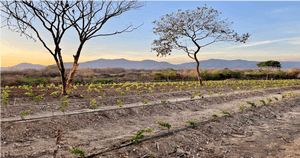 Luah Wines Cultivo de Uvas