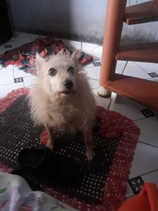 Ajuda para a cirurgia para remoção do câncer da Manu