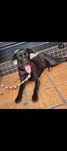 ⚠️ Juma precisa de ração ⚠️