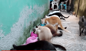 40 lindos gatinhos precisam comer!