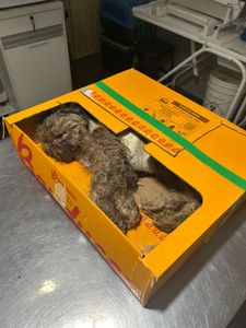 Tratamento do Panetone 