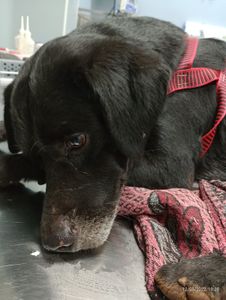 Arrecadação despesas veterinário