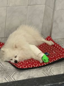 Cirurgia pata do chewbacca