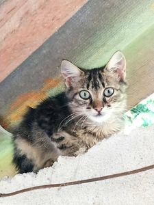 Os 10 Gatinhos da Odilon