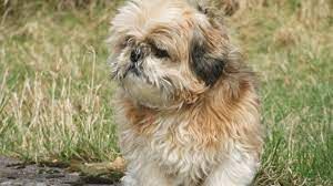 Ajude meu cachorro com carrapato