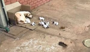 Os animais tbm São vidas 