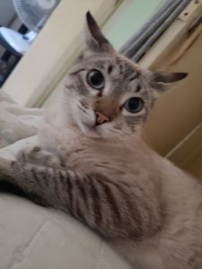 Ajudanďo a seres inocentes. 