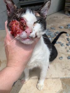 Ajude o Cego a Tratar o Câncer de Pele (carcinoma)