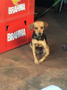 Cirurgia da Belinha (pata quebrada)