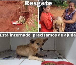 Ajude o Caramelo 🙏🏼