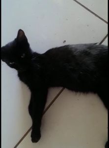 Ajuda URGENTE pra Marceline!