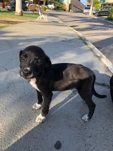 Arrecadação pra tratar do dog resgatado