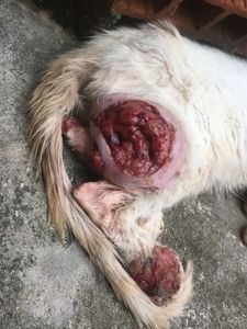 AJUDE JADE A FAZER UM TRATAMENTO DE EMERGÊNCIA 