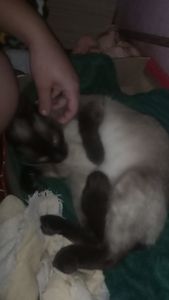 Me ajudem a fazer a cirurgia da minha gata porfavor😭😭