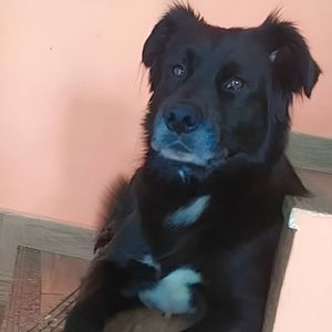 Transporte do Ursinho 