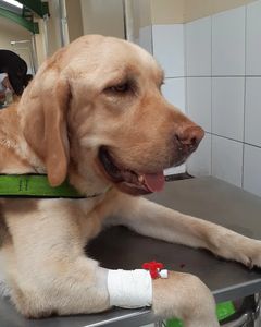 Ajude o Pipo no seu diagnóstico e tratamento 