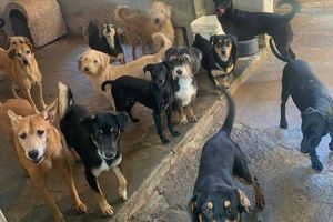 De a eles uma chance