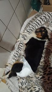 Ajude a Lessie - Tratamento contra câncer