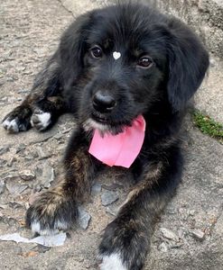 Vacinas para a Pretinha (Janete ou Sulvinéia)