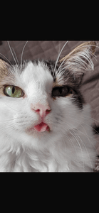 Preciso de uma casa maior pra poder acolher mais animais pois ajudo os de rua mas não tenho mais espaço em casa. 