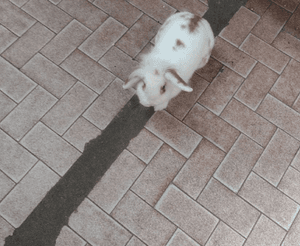 Cirurgia da coelha Mel