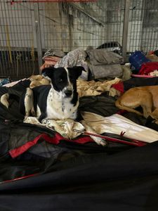 PROJETO ENCERRADO: Ajude Thaciane e seus cães a se manterem unidos – Contribua para o Lar Temporário!