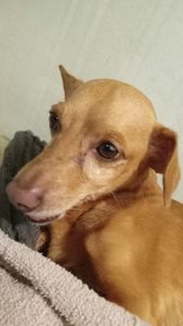 Ajude o Juquinha a Vencer a Dor: Acupuntura para uma Vida Mais Confortável