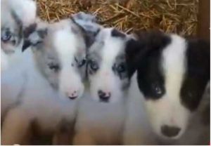 Crowdfunding for Petshop