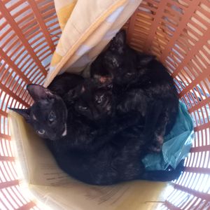 Ração Para os Gatinhos