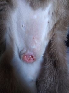 Contribua Com os Exames da Fofuxa!