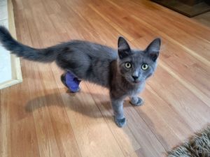 Cirurgia Gatinho Torresmo 