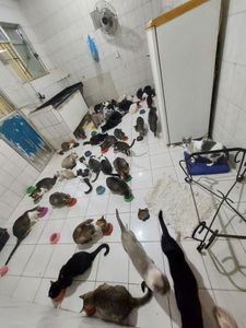 Ajude animais vítimas do abandono!