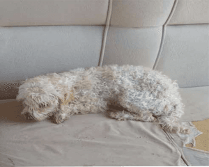 Cirurgia para salvar minha cachorrinha Mel 