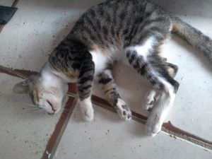 AJUDA PRA CIRURGIA DO MEU GATO !!!