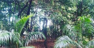 Criação de Ong de proteção ambiental das nascentes de Americana