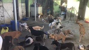 Ajude animais abandonados a ter um lar e comida