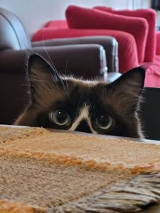 Miauventura pela Itália!