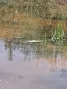 Um pedido de socorro pará realizar meu pesque pague 