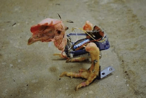 Captação de fundos para abertura de empreendimentos