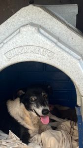 Ajudem pagar a cirurgia do Billy