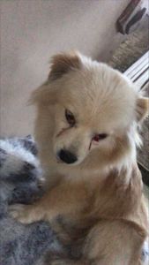 Ajude um cãozinho de rua