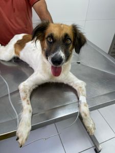 Dê uma "patinha" pra Fumaça Franjolinha