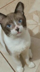 Julians precisa de ajuda 