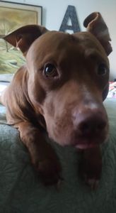 Kawaii! O nosso herói precisa de ajuda!