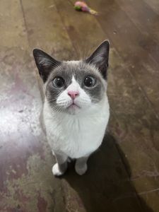 Justiça pela Guito, gatinha que perdeu um rim  