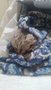 AJUDE a SALVAR a mocinha