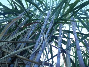 FVE Participações Agrícolas