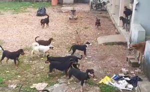 ajudar animais de rua
