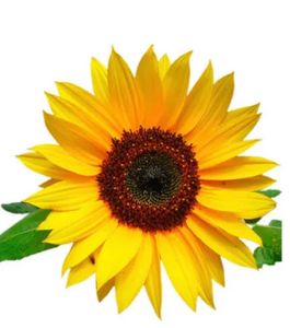 Vamos ajudar a  Instituição Pássaros de Luz